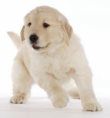/album/fotogalerij-gewone-hond/pf-moo-png1/